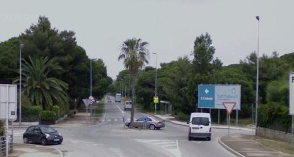 Palmera ubicada al centre de la petita rotonda que hi ha a l'encreuament de l'avinguda del mar amb el Cam� de la Pineda de Gav� Mar (Estiu de l'any 2008)